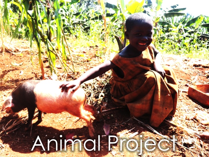 Animal Project local charity international impact
