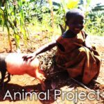Animal Project local charity international impact